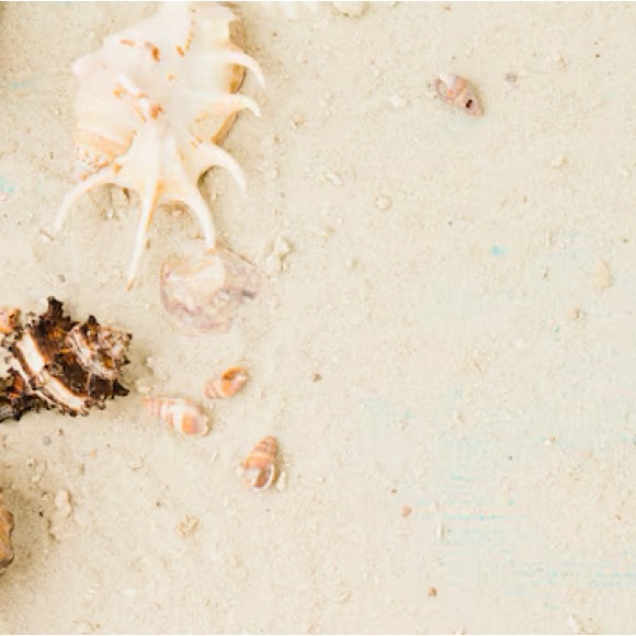 The Coconut Collective Seashell Claw Clip NWT! - Picture 3 of 3